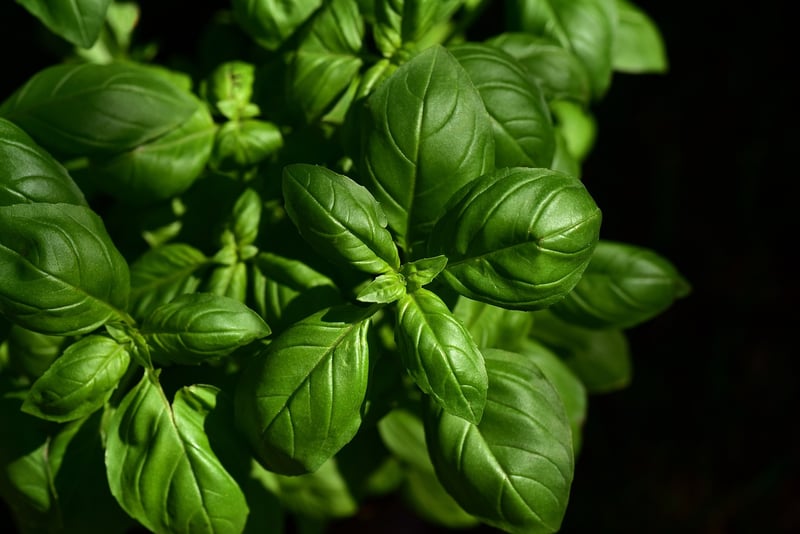 Kitchen Herb Garden